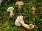 Tylopilus_felleus_Gallenroehrling.JPG