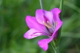 2007-06-12-Heide_039.jpg