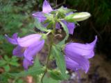 2008-07-26_034.jpg