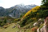 .5-1-Kurzgrasiger-alpiner-Rasen-und-Zwergstrauchheide-Lechquellengebirge-um-2000-m-NN-_1_-.jpg