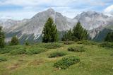 .9-1-Alpweide-Graubuenden-circa-2500m--beim-Piz-Daint-Ofenpass-CH-_3_-PS.jpg