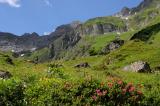 1d-Alpine-Rasen-Sulzbachtal-Lechtaler-Alpen.jpg