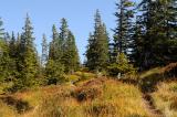 .1-2_-Zwergstrauchheide-Riedberger-Horn-Wannenkopf-ca-1600m-Allgaeuer-Alpen.jpg