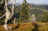 .1-1-Zwergstrauchheide-Riedberger-Horn-Wannenkopf-ca-1600m-Allgaeuer-Alpen.jpg