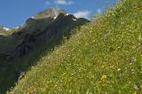 .1-Bluetenreiche-mesophile-Bergwiese-Lechtaler-Alpen-Kaisers.jpg