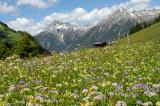 .1-Bluetenreiche-mesophile-Bergwiese-Lechtaler-Alpen-Kaisers-3.jpg