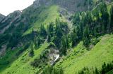 2-1-subalpiner-Wald-Kaisertal-ca-1600m-Lechtaler-Alpen.jpg