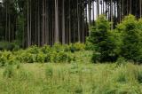 .2-1-Waldlichtung-Naturpark--Westliche-Waelder.jpg