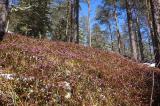 .2-1-Schneeheide-Kiefernwald-Lechtaler-Alpen.jpg