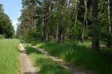 .1-1-Waldweg-Haunstetter-Wald.jpg