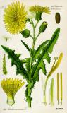 .Acker-Gaensedisel_Sonchus_arvensis_Thome.jpg