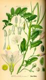 .Ackerwinde-Convolvulus-arvensis-Thomé.jpg