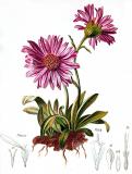 .Alpen-Aster-Aster-alpinus-Hartinger.jpg