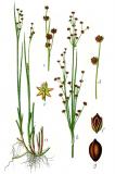 .Alpen-Binse-Juncus-alpinus-Sturm.jpg