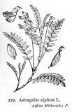 .Alpen-Tragant-Astragalus-alpinus-Fitch.jpg