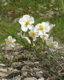 Helianthemum_appeninum_180513-PS.jpg