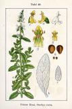 .Aufrechter-Ziest-Stachys-recta-Sturm.jpg