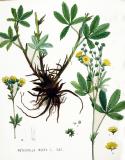 .Potentilla_recta_—_Flora_Batava_—_Volume_v20_Kops-PS.jpg