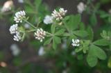 Backenklee_Dorycnium_graecum-PS.jpg