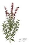 .Basilikum-Ocimum-basilicum-Blanco.jpg