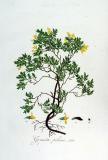 .Behaarter-Ginster-Genista-pilosa-Jan-Kops.jpg