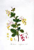 .Gewoehnliche-Berberitze-Berberis-vulgaris-Kops.jpg