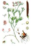 Sturm_Berg-Platterbse_Lathyrus_montanus-PS.jpg