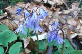 .Berggloeckchen__Soldanella_montana__Konrad-Lackerbeck.jpg