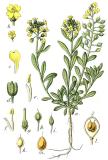 Sturm_Berg-Steinkraut_Alyssum_montanum_Sturm20-PS-2.jpg