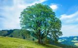 .baum-der-bayern-bergulme-oberstaufen-steibis100~_v-img__16__9__xl_-d31c35f8186ebeb80b0cd843a7c267a0e0c81647-PS.jpg