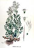 .Bitteres-Schaumkraut-Cardamine-amara-Kops.jpg