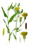 Illustration_Picris_hieracioides0-PS.jpg