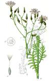 Sturm_Blauer-Lattich_Lactuca_perennis_Sturm47-PS.jpg