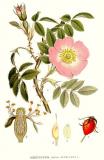 .Blaugruene-Rose-Rosa-vosagiaca-Lindman.jpg