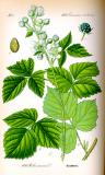 .Kratzbeere-Rubus-caesius-Thomé.jpg