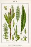 Bruchweide-Salix_fragilis_Sturm.jpg