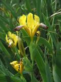 Bunte_Schwertlilie_Iris_variegata_2.jpg