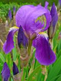 Deutsche_Schwertoeioeie1024px-Iris_germanica_0002.JPG