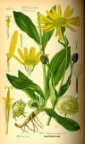 Thomé_Arnica_montana.jpg