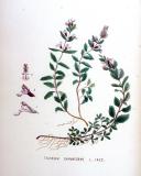 .Edel-Gamander-Teucrium-chamaedrys-Kops.jpg