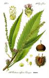 .Edelkastamnie_Castanea_sativa0_clean.jpg