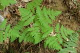 .Eichen-Farn_Gymnocarpium_dryopteris_AT-PS.jpg