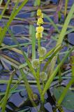 SparganiumEmersum-PS.jpg