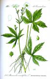 .800px-Illustration_Ranunculus_aconitifolius0_Thomé.jpg