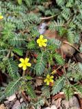 Tribulus_terrestris__Family_Zygophyllaceae_-PS.jpg