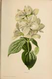 .Europaeischer-Pfeifenstrauch-Philadelphus-coronarius-Mc-Donald.jpg