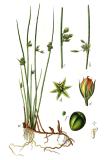 .Juncus_filiformis_Sturm8-PS.jpg