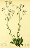 .Hartinger_Kernera_saxatilis_Atlas_Alpenflora-PS.jpg