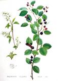 .Gewoehnliche-Felsenbirne-Amelanchier-ovalis-Kops.jpg