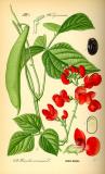 .Feuerbohne-Phaseolus-coccineus-Thomé.jpg